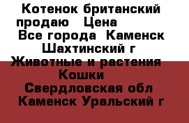 Котенок британский продаю › Цена ­ 3 000 - Все города, Каменск-Шахтинский г. Животные и растения » Кошки   . Свердловская обл.,Каменск-Уральский г.